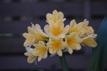Obraz premium Yellow Clivia Miniata. A phenomenal view of the vegetation on a clear and sunny spring day. Nature in photos. A variety of colors and unique shapes found in nature.