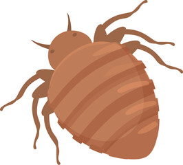 Bedbug is crawling, a parasitic insect known for spreading diseases