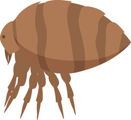 Flea insect walking with its six legs, a small parasite living on animals and sucking their blood