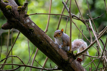A closeup shot of a gray squirrel on the tree. UK Scotland