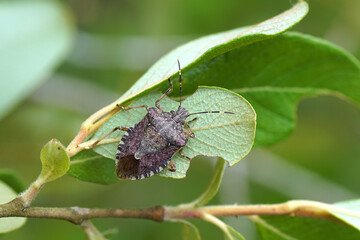 Brown marmorated stink bug (Halyomorpha halys), family Pentatomidae. On leaves of a shrub. Summer,...
