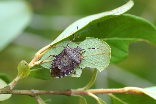 Brown marmorated stink bug (Halyomorpha halys), family Pentatomidae. On leaves of a shrub. Summer, June, France