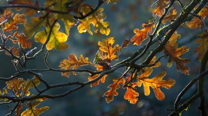 Leaves of oak tree in autumn remaining on branches bathed in evening sunlight