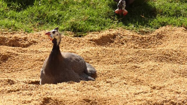 helmeted guineafowl (Numida meleagris) is the best known of the guineafowl bird family, Numididae, and the only member of the genus Numida. It is native to Africa, mainly south of the Sahara.