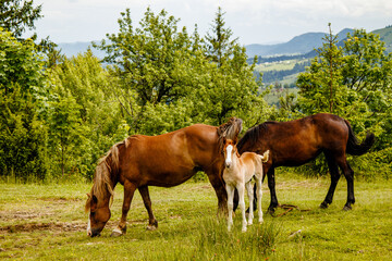 a herd of horses grazing in a glade	