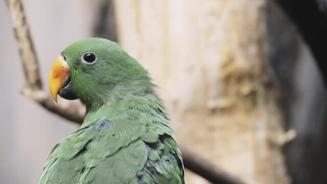 eclectus parrot (Eclectus roratus)