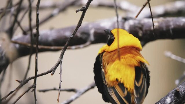 Yellow-crowned bishop (Euplectes afer) is a species of passerine bird in the family Ploceidae native to Africa south of the Sahara.