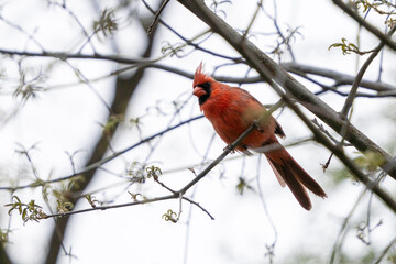 Northern Cardinal