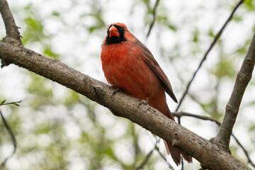 Northern Cardinal