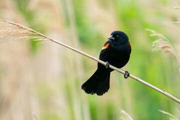 Red-winged Blackbird