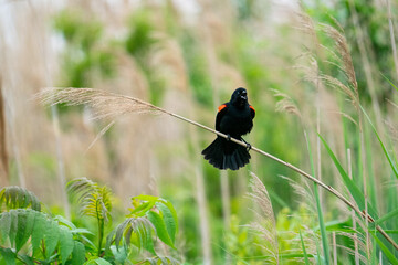 Red-winged Blackbird