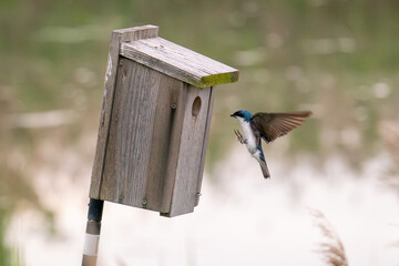 Tree Swallow
