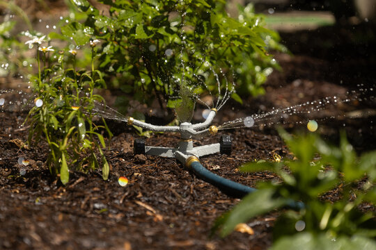 Sprinkler watering plants within a bed of mulch