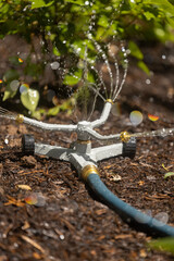 Sprinkler watering plants within a bed of mulch