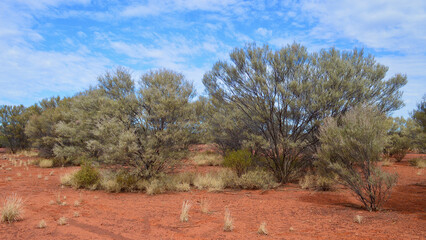 A view of red earth countryside in South Australia.