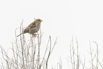 Corn Bunting Perched on Branch in Menorca
