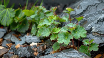 Green geranium with reddish leaves thrives on rocks and wood shavings