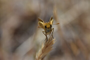 What´s happening? said the butterfly looking at his face