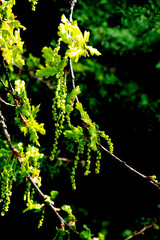 Quercus Robur Concordia tree blossoming at spring in park