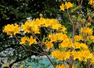 colorful flowers of azalea bush at spring