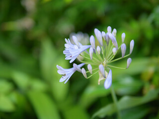 初夏の公園で爽やかな涼感のある花を咲かせるアガバンサス
