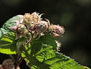 wild raspberry bush with white flowers and unripe green berries