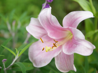 ピンクのユリの花のクローズアップ撮影