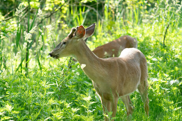 White-Tailed Deer 