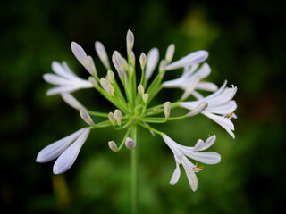 初夏の公園で爽やかな涼感のある花を咲かせるアガバンサス