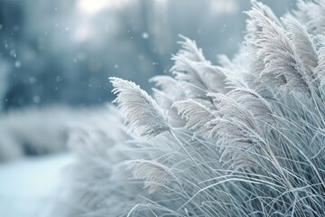 Frosty Grass Blades Swaying in Winter Wind