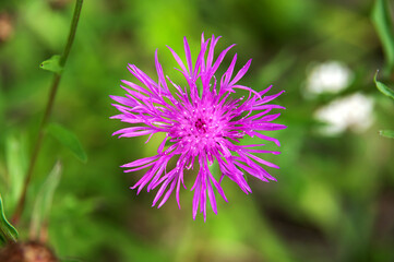 Purple cornflower blooming in a meadow close-up