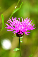 Purple cornflower blooming in a meadow close-up