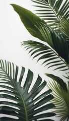 A minimalist arrangement of lush green palm fronds on a stark white backdrop, exuding simplicity and tranquility