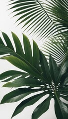 A minimalist arrangement of lush green palm fronds on a stark white backdrop, exuding simplicity and tranquility