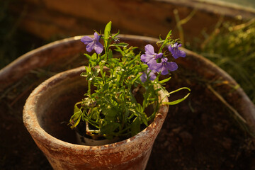 Reused ceramic pot with lobelia flower.