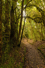 cloud forest landscape in the Barva section of the Braulio Carillo national park in Costa Rica