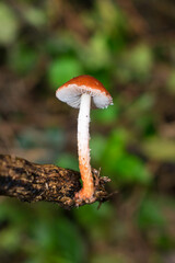 Leratiomyces ceres (Redlead roundhead), wild mushroom in Sao Francisco de Paula, South of Brazil