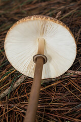 Obraz premium Macrolepiota capelariae, wild edible mushroom in Sao Francisco de Paula, Serra Gaucha - South of Brazil