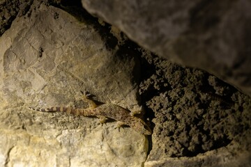 gecko on the stone