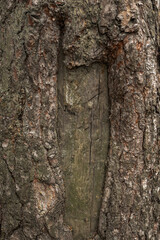 Old wooden bark tetxure. Tree