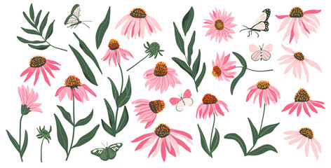 Coneflower purple set isolated on white background. Echinacea Purpurea wild flowers collection. Vector hand drawn flat illustration.