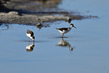 Black-necked Stilt aka Himantopus mexicanus