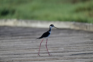 Black-necked Stilt aka Himantopus mexicanus