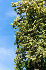 Green plant and trees in Austria at the early summer