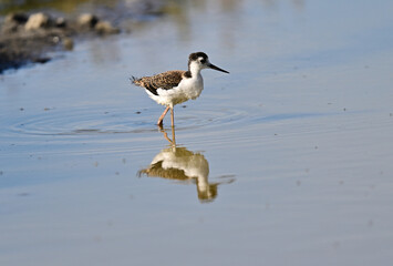 Black-necked Stilt aka Himantopus mexicanus
