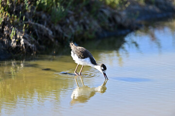 Black-necked Stilt aka Himantopus mexicanus