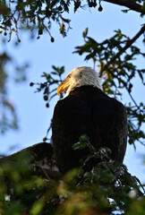Bald Eagle aka Haliaeetus leucocephalus