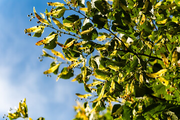 Green plant and trees in Austria at the early summer