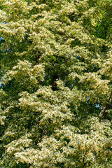 Green plant and trees in Austria at the early summer
