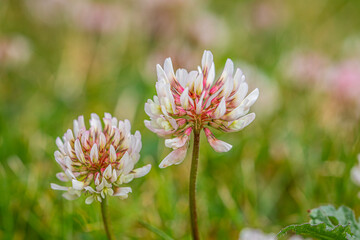 pink flower in the garden - Powered by Adobe